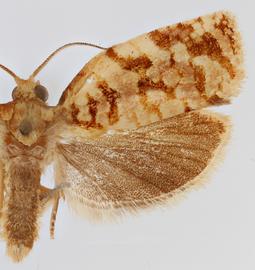 Male. © Jason J. Dombroskie. Image used with permission.
